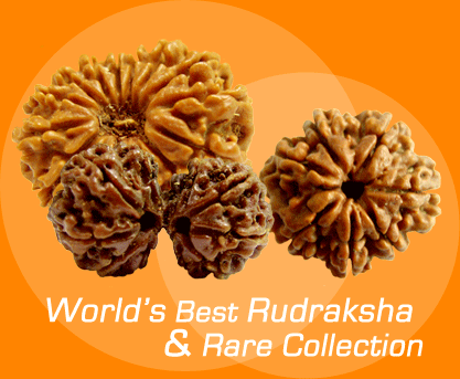 big Rudraksha beads